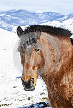 Winter at the horse ranch