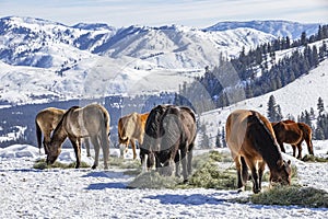 Winter at the horse ranch