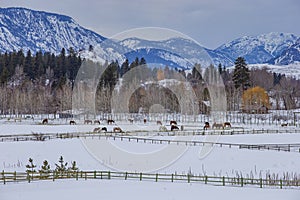 Winter at the horse ranch