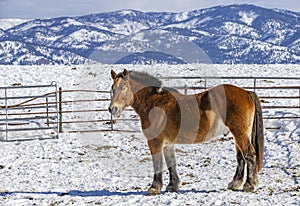 Winter at the horse ranch