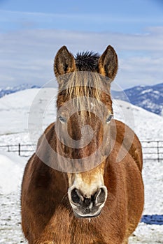 Winter at the horse ranch