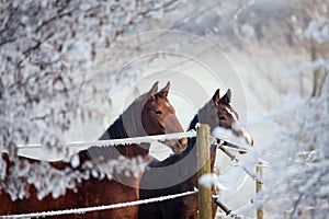 Winter Horse Series