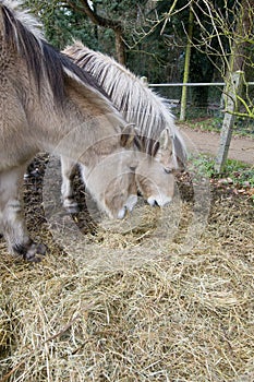 Winter horses