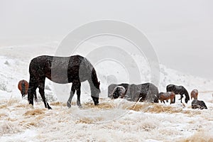 Winter. Horses grazing on the slopes of the North Caucasus, Russ