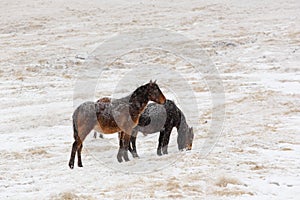 Winter. Horses grazing on the slopes of the North Caucasus, Russ