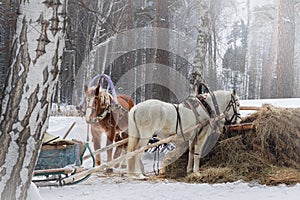 Winter horses in harness eat hay, frosty, winter landscape