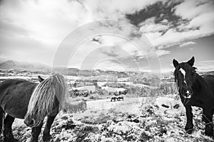 Winter horses in La Cerdanya, Pyrenees, Spain photo