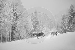 Winter horses on snow, bulgaria, europe