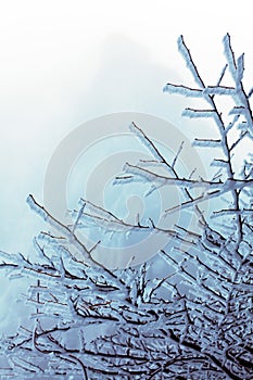 Winter Huangshan - Freezing Tree