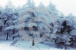 Winter Huangshan - Snow Trees