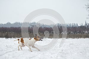 Winter hunting. Ð° dog goes on the trail, aggressively tuned