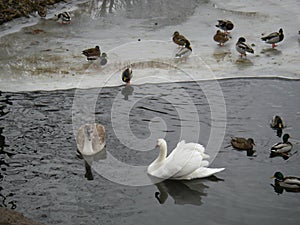 Winter hut of the birds on the lake