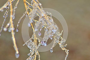 Winter Ice - Cold Weather background - Delicate Freeze