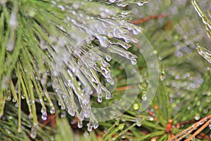 Winter Ice - Cold Weather background - Pine Tree Art