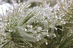 Winter Ice - Cold Weather background - Pine Tree Freeze