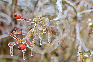 Winter Ice - Cold Weather background - Rose Bush Preservation