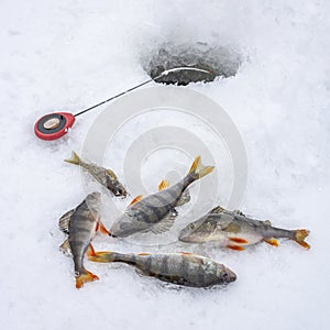 Winter Ice fishing concept. Perch fish and tackle lies on snow