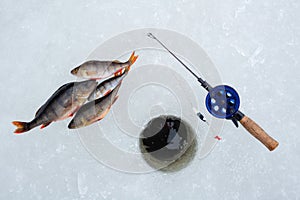 Winter Ice fishing concept. Perch fish and tackle lies on snow.