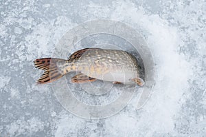 Winter ice fishing concept. Pike fish in ice hole on snow.