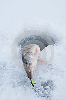 Winter ice fishing concept. Pike fish in ice hole on snow.