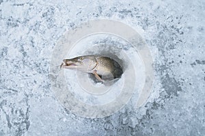 Winter ice fishing concept. Pike fish in ice hole on snow.