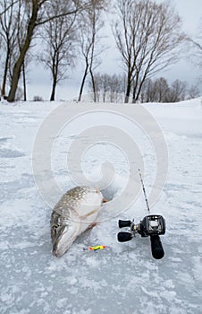 Winter ice fishing concept. Pike fish in ice hole on snow.