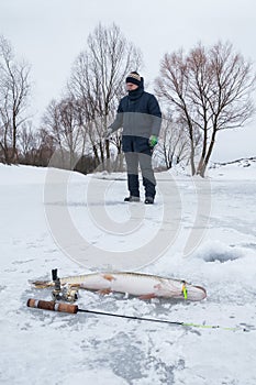 Winter ice fishing concept. Pike fish lies on snow. Fisherman in action on background