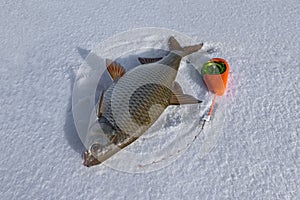 Winter ice fishing. Roach fish and winter rod on snow