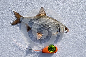 Winter ice fishing. Roach fish and winter rod on snow