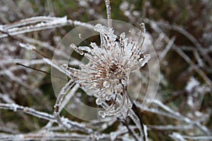 Winter ice frozen Queen Anne`s Lace flower close up nature