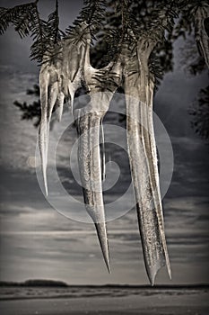 Winter icicles