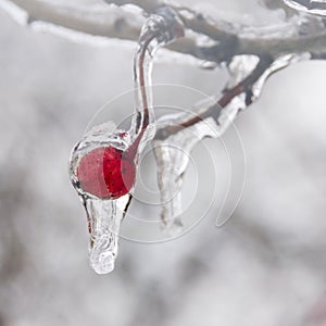 Frozen rain with a berry inside