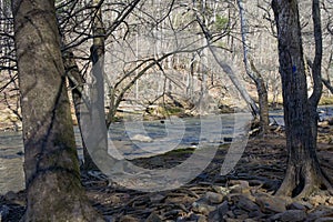 In the Winter, an Icy River can be Seen Through Bare Trees.