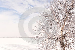 Winter idealistic landscape. A snow-white field covered with snow and a tree