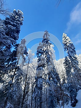 Winter idyll in Bistricak