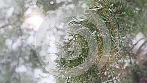 Winter Idyll in a pine forest