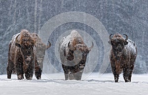 Winter Image With Four Aurochs Or Bison Bonasus, The Last Representative Of Wild Bulls In Europe. European Endangered Artiodactyl