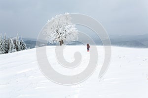 Winter inclement snowy landscape