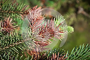 Winter injury on the tips of a spruce tree