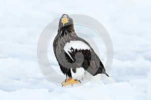 Winter Japan with snow. Beautiful Steller`s sea eagle, Haliaeetus pelagicus, flying bird of prey, with blue sea water, Hokkaido, J