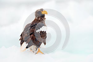 Winter Japan with snow. Steller`s sea eagle, Haliaeetus pelagicus, bird with catch fish, with white snow, Hokkaido, Japan. Wildli