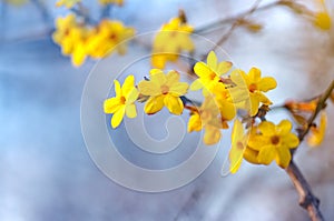 Winter jasmine