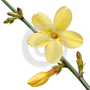 Winter jasmine flower isolated on white background photo