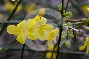 Winter jasmine Jasminum nudiflorum yellow flowers