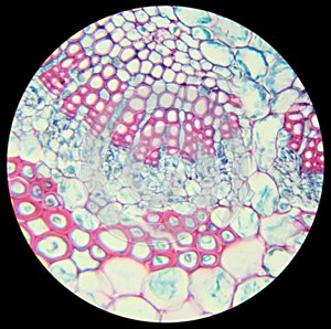 Winter Jasmine leaf under a microscope (Leaf of Winter Jasmine C