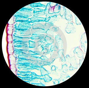 Winter Jasmine leaf under a microscope (Leaf of Winter Jasmine C