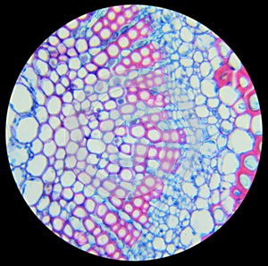 Winter Jasmine leaf under a microscope (Leaf of Winter Jasmine C