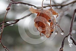 Winter Jewels