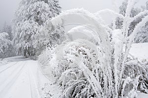 Winter journey with frozen and snowy bushes and trees