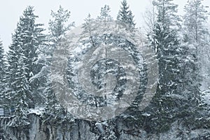 Winter Karelian forest, spruce trees in the snow, gloomy sky. Tall spruce on a rock in the Karelian reserve